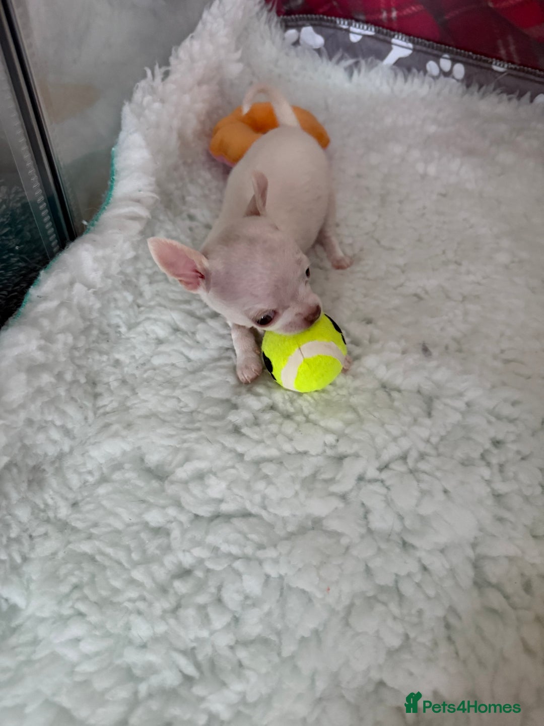 Chihuahua dogs for sale: Exquisite KC Registered Apple Chihuahua Puppies 💖 - Image 35