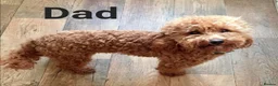 Cavapoo dogs for sale: 🐕Miniature Cavapoo F1b🐕 DNA tested - Advert 30