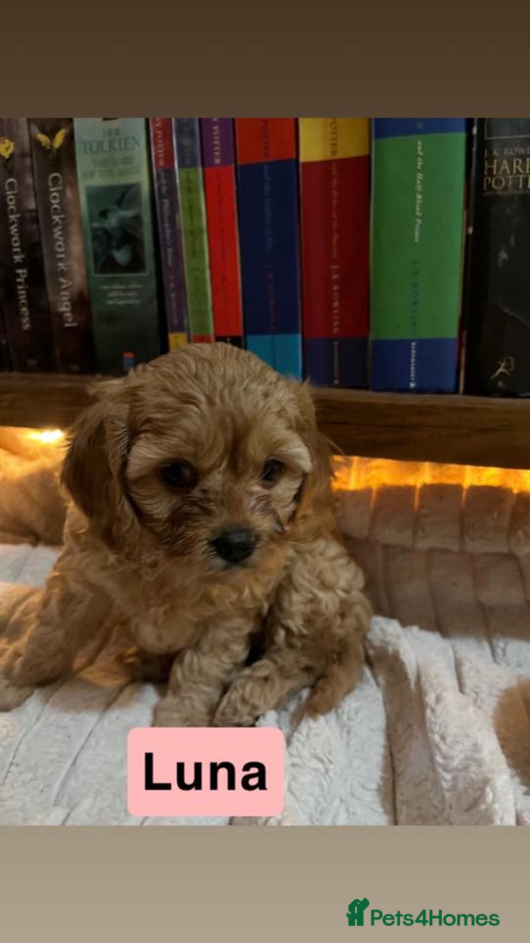Cavapoo dogs for sale: Stunning Cavapoo Puppies - Advert 14
