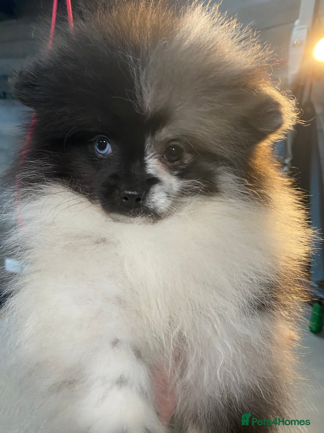 Pomeranian dogs for sale: Super cute sassy poms - Advert 24