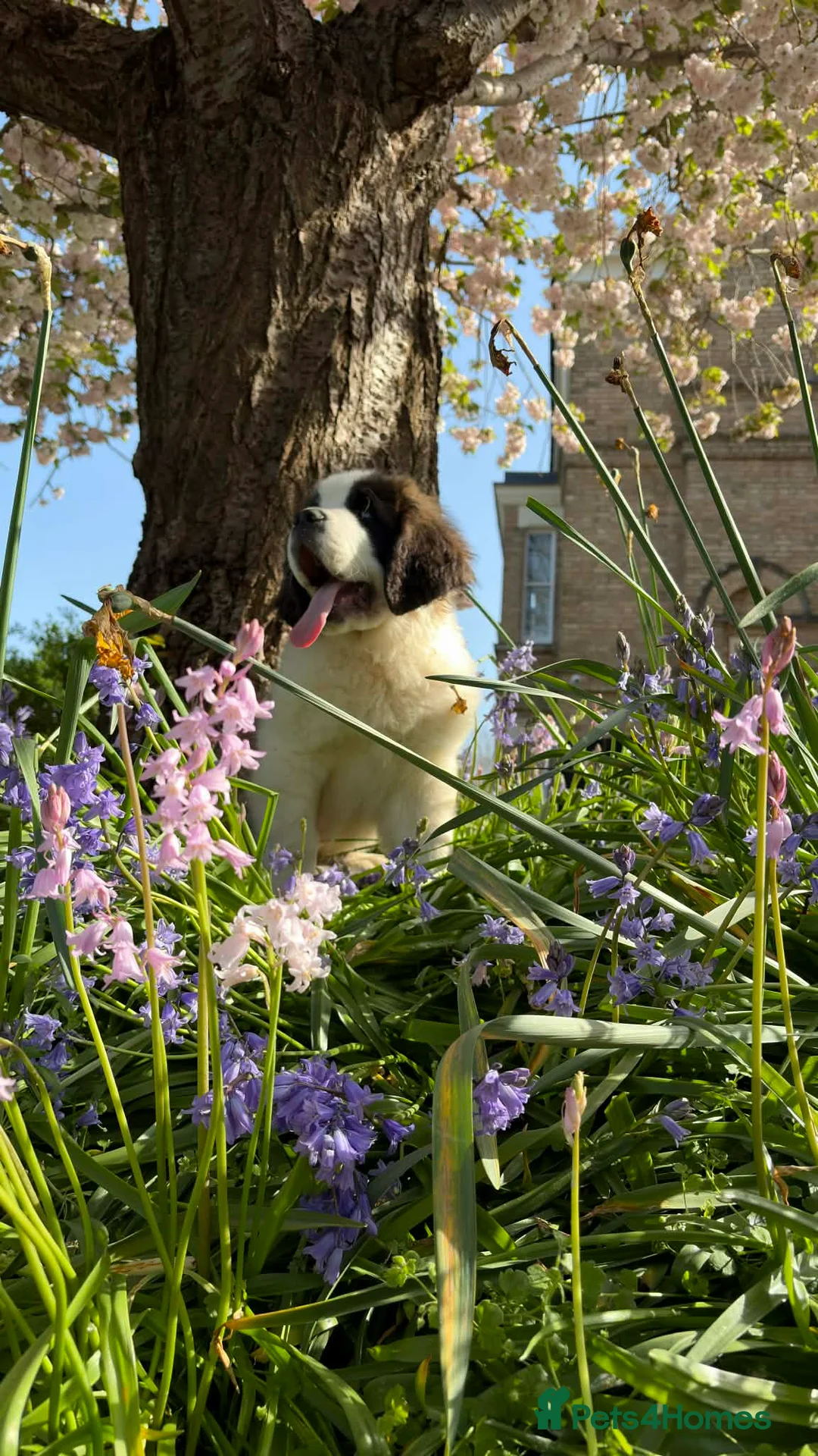 Saint Bernard dogs for sale: St B girl from HIP & ELBOW tested parents  - Advert 1