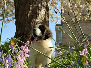 Saint Bernard dogs St B girl from HIP & ELBOW tested parents - Advert 6