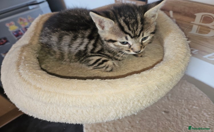 Domestic Shorthair cats - Advert 2