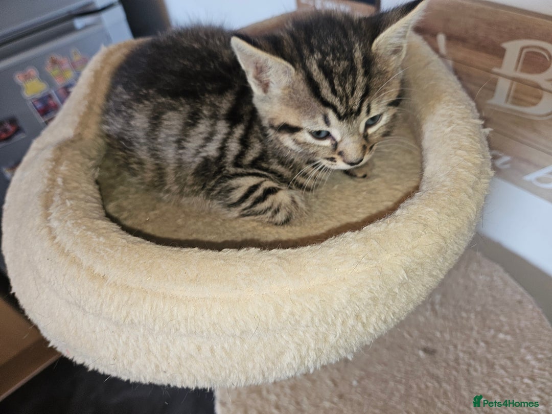 Domestic Shorthair cats for sale: 2 little boy kittens - Image 1