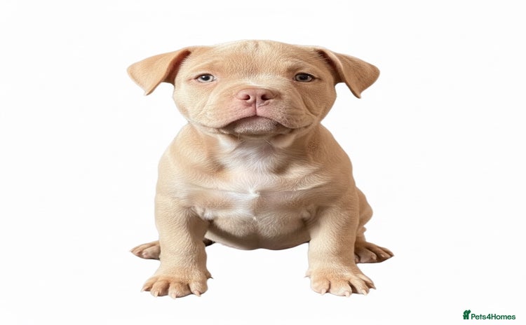 American Bully dogs - Advert 4