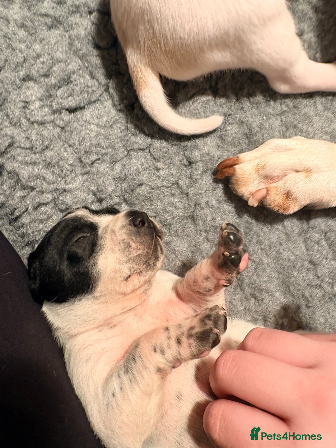 Pointer dogs for sale: Puppies due 20/12 - Advert 6