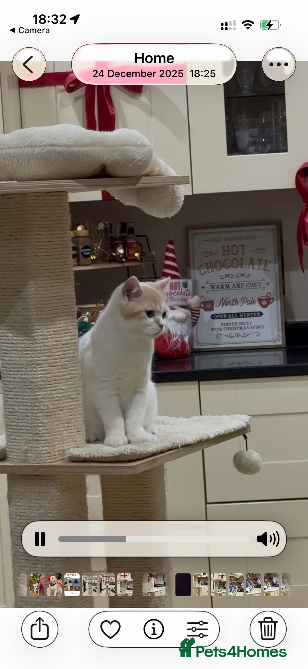 British Shorthair cats for sale: Full Pedigree Registered BSH - Advert 26