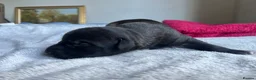 Lurcher dogs for sale: Bedlington/whippet lurcher puppies  - Advert 2