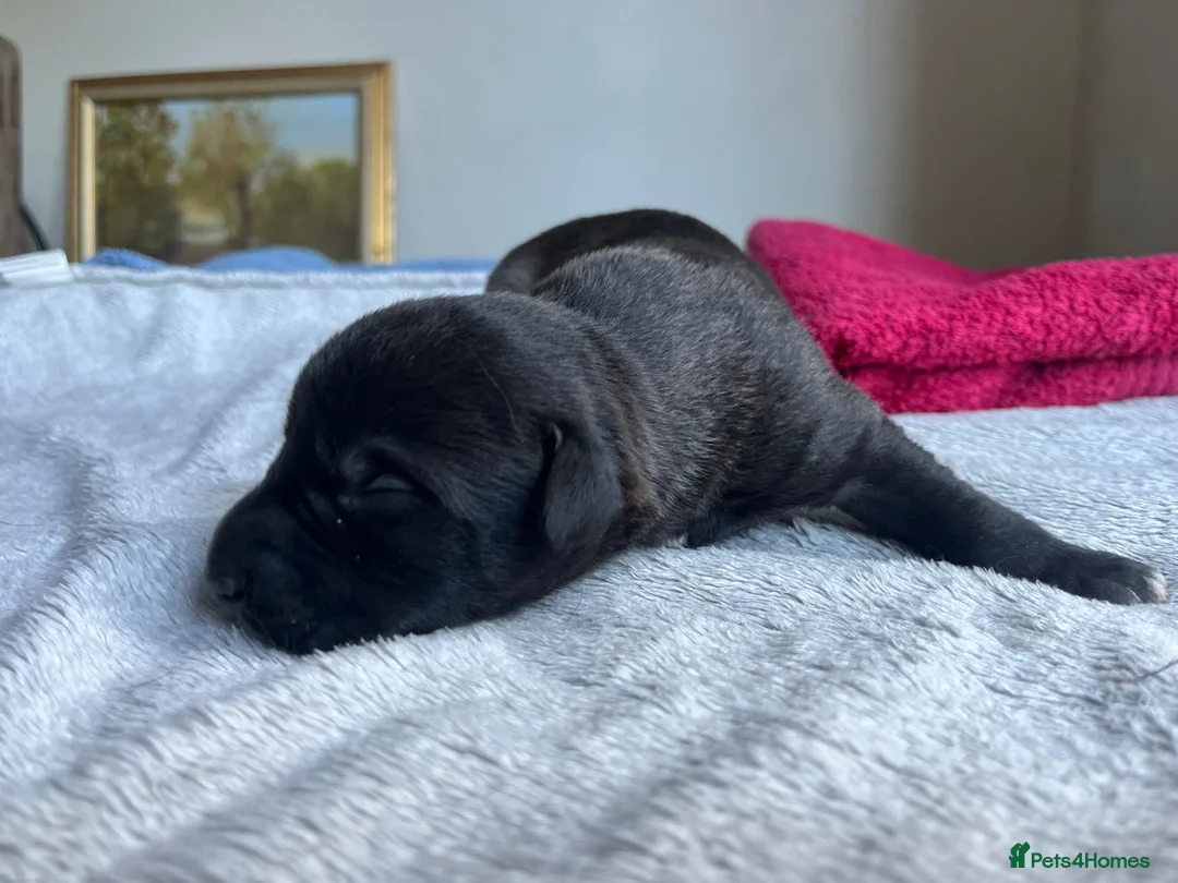 Lurcher dogs for sale: Bedlington/whippet lurcher puppies  - Advert 2