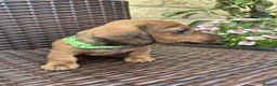 Miniature Dachshund dogs for sale: BEAUTIFUL PUPPIES  - Advert 6