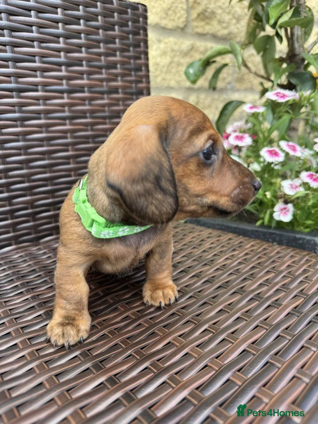 Miniature Dachshund dogs for sale: BEAUTIFUL PUPPIES  - Advert 6