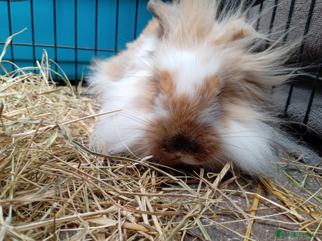 Mini Lion Lop rabbits for sale: 3 boys 1 girl mini lion lop - Image 13