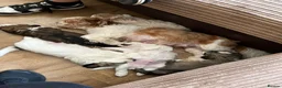 Mixed Breed dogs for sale: 6 Beautiful Puppies - Advert 4