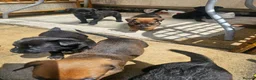 Mixed Breed dogs for sale: Amstaff x Rottwiller puppies looking for a home in Walsall - Advert 8