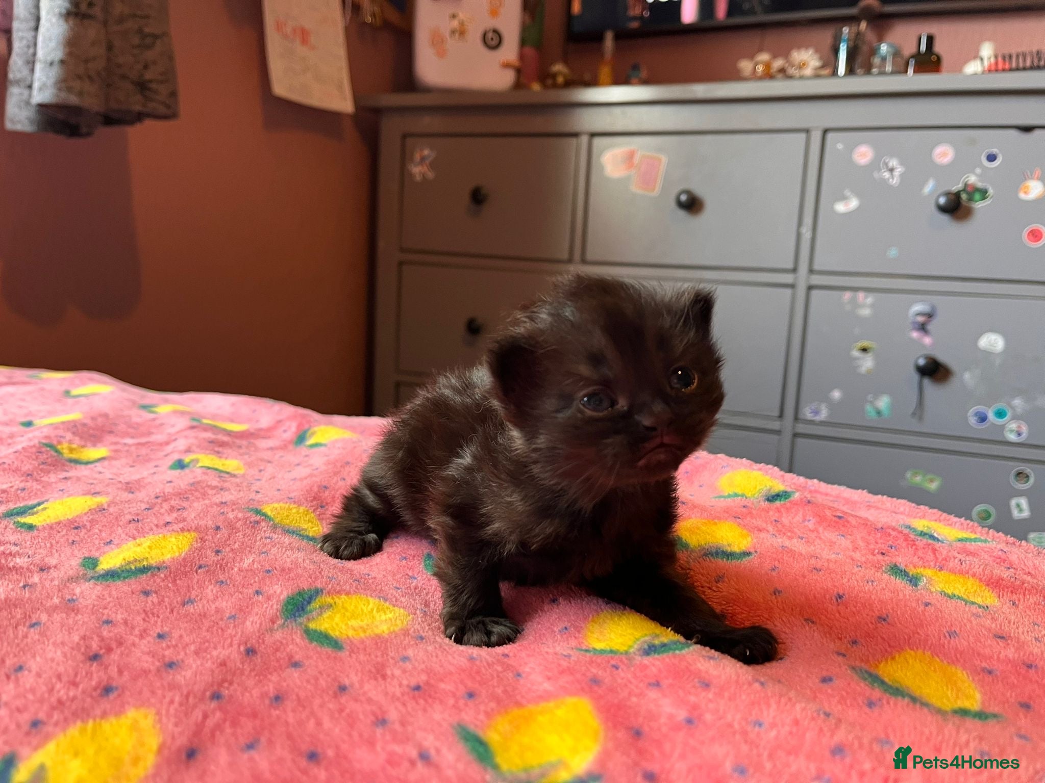 Mixed Breed cats British shorthair and Persian cross kittens - Advert 1