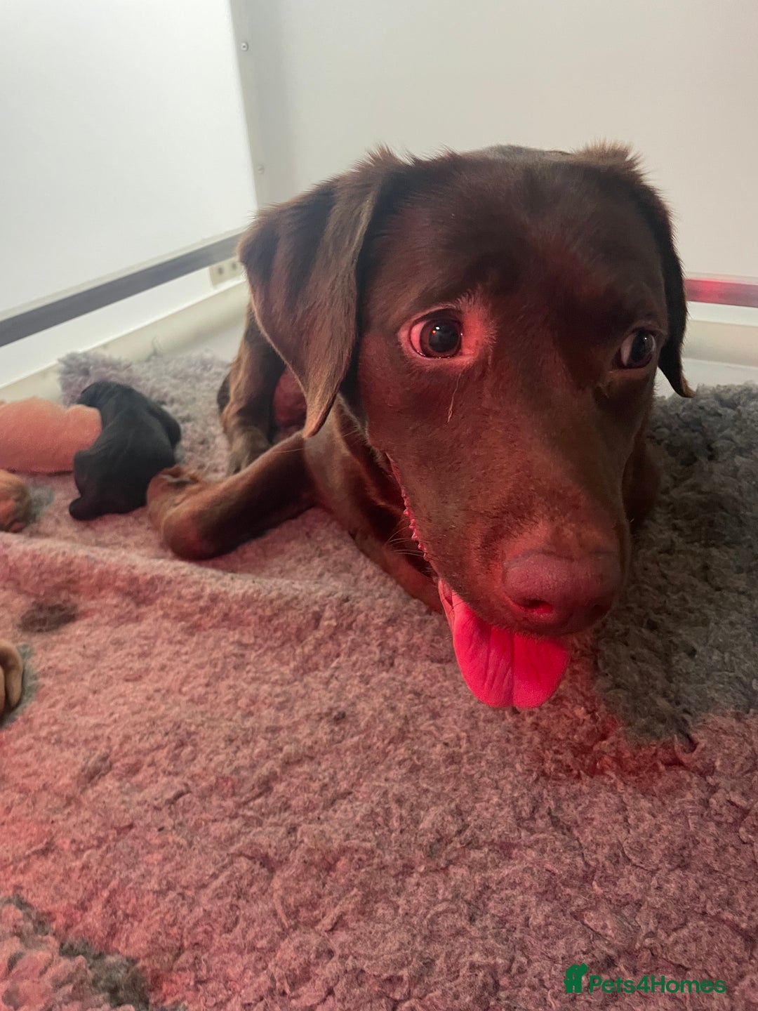 Labrador Retriever dogs for sale: Black and Fox Red KC Health Tested Puppies - Advert 10