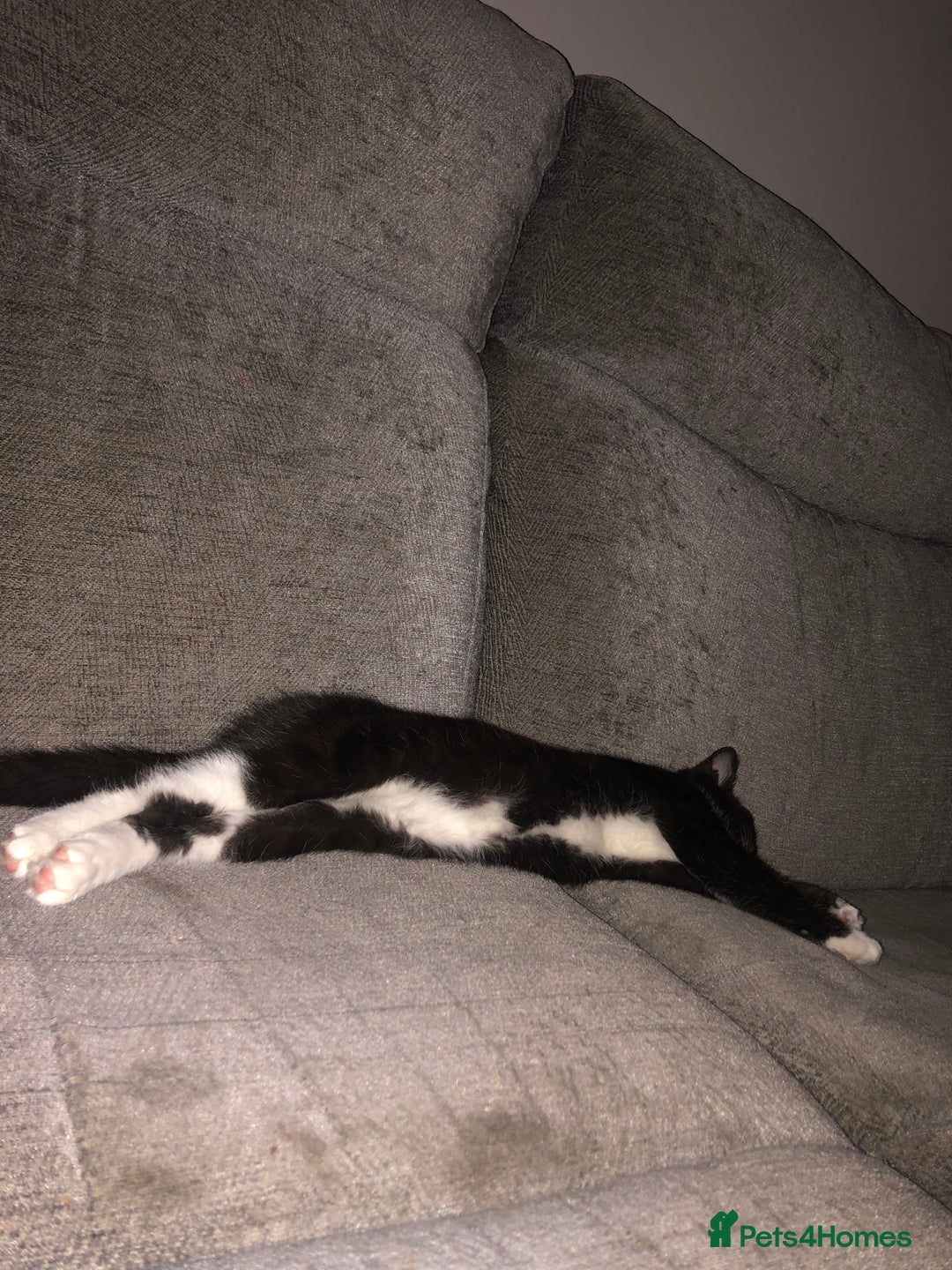 Mixed Breed cats for sale: Female kitten needing forever home Free - Advert 5