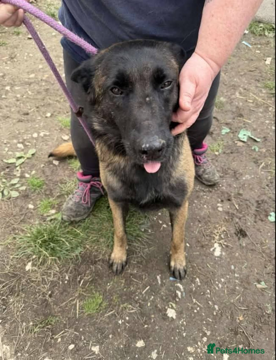 Mixed Breed dogs for adoption: Meet Otis, currently residing in West Yorkshire - Advert 2