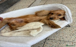 Cocker Spaniel dogs for sale: 1 male show type cocker spaniel available  - Image 7