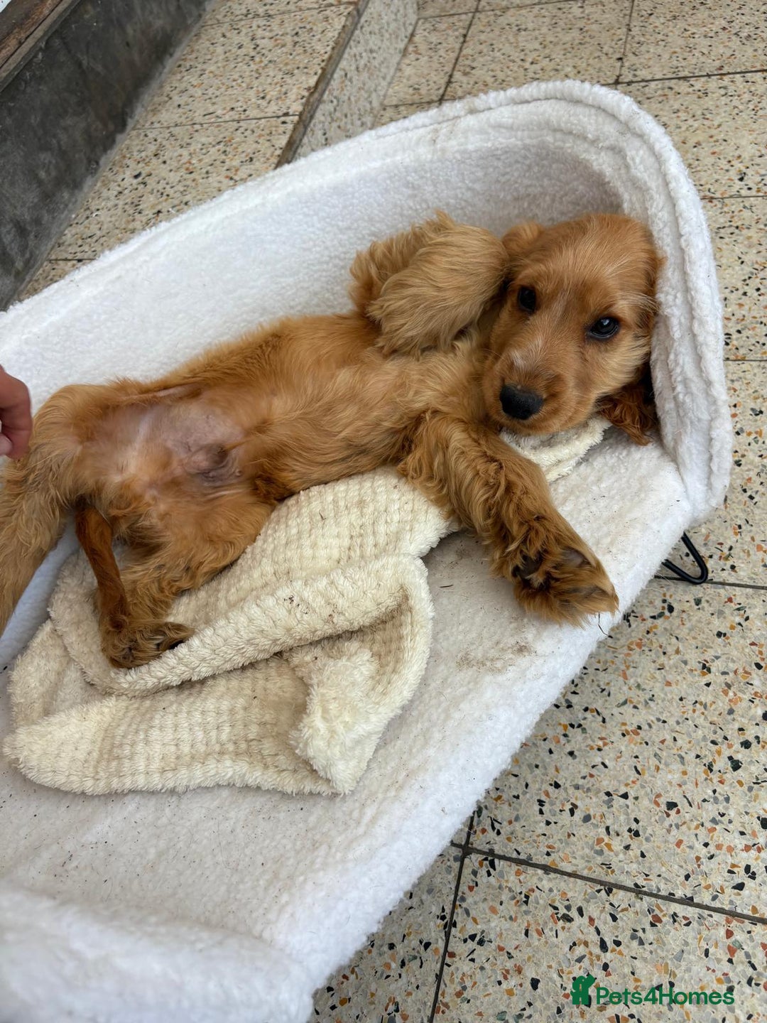 Cocker Spaniel dogs for sale: 1 male show type cocker spaniel available  - Image 7