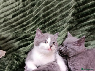 British Shorthair cats Beautiful kittens - Advert 3