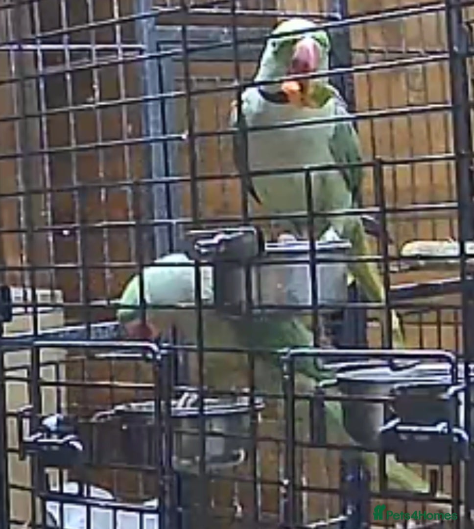 Parakeets birds large genuine proven pair Alexanderine  - Advert 1