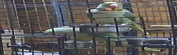 Parakeets birds for sale: large genuine proven pair Alexanderine  in Bradford - Advert 1