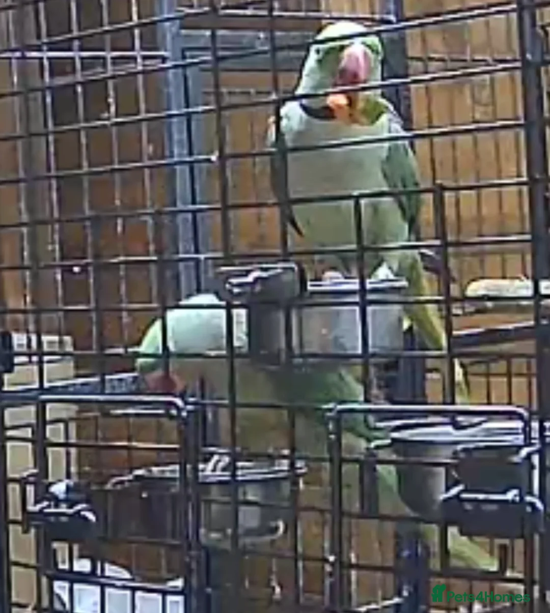 Parakeets birds for sale: large genuine proven pair Alexanderine  in Bradford - Advert 1