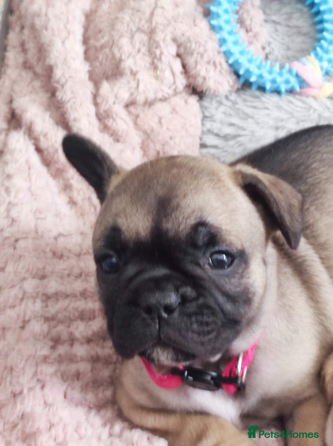 French Bulldog dogs for sale: French bulldog puppy  - Image 12