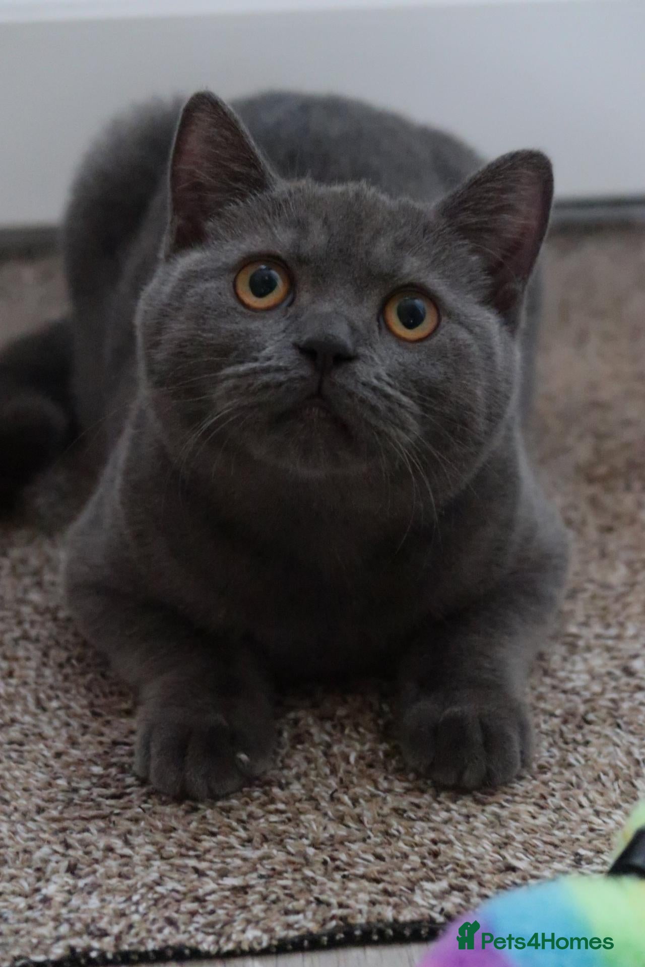British Shorthair cats for sale: 🎀 5 Month old female 🎀 - Advert 6