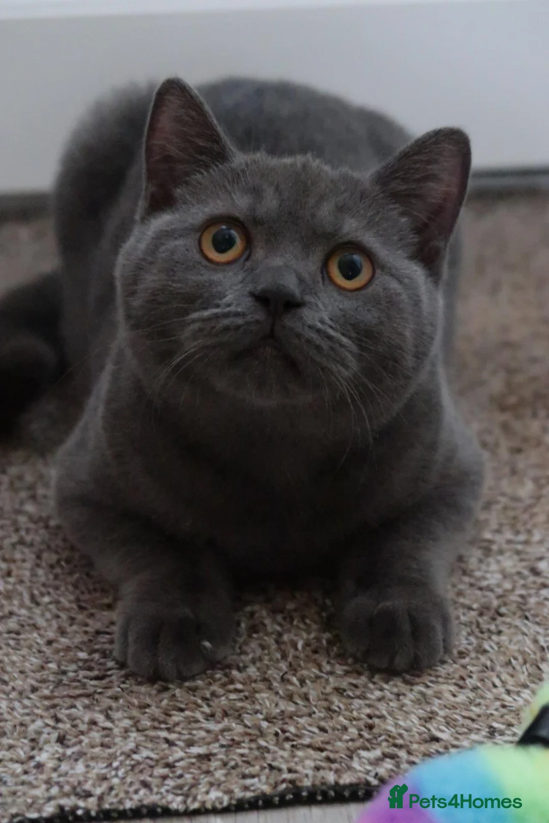 British Shorthair cats for sale: 🎀 5 Month old female 🎀 in Cullompton - Advert 1