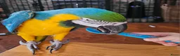 Macaws birds for sale: B&G Macaw  - Advert 5