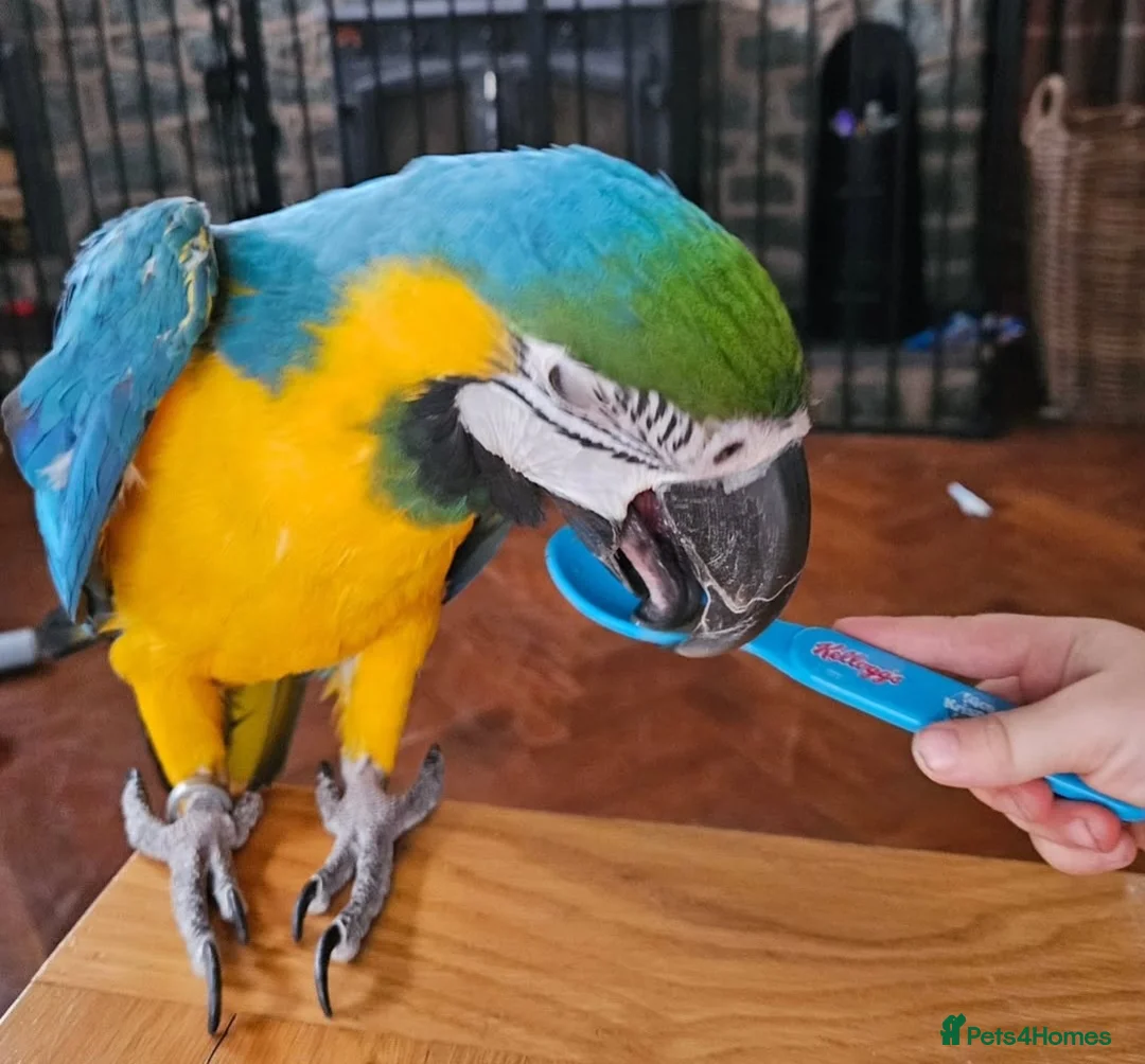 Macaws birds for sale: B&G Macaw  - Advert 5