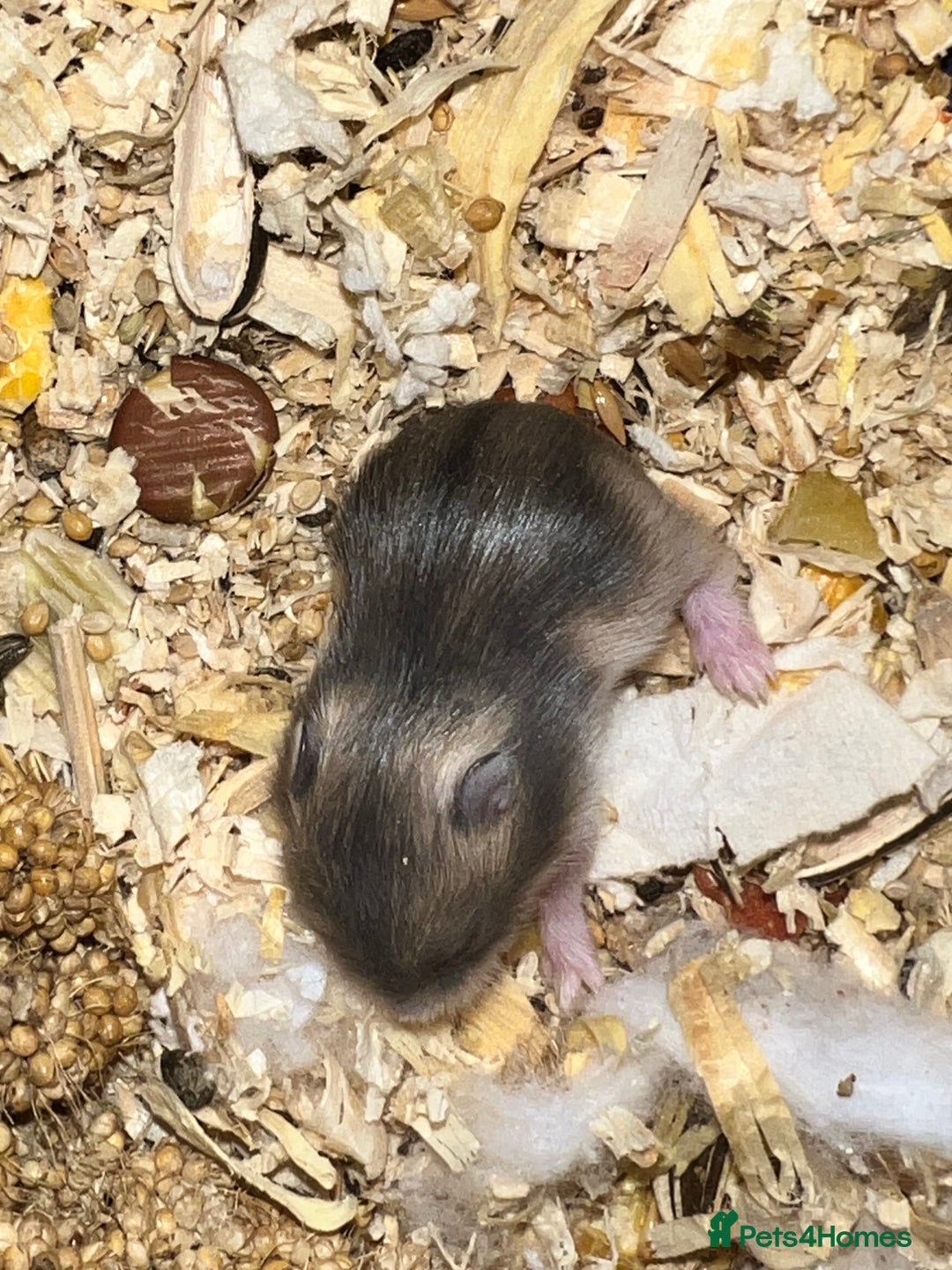 Hamster rodents for sale: Dwarf hamsters for sale 🙂 - Advert 7