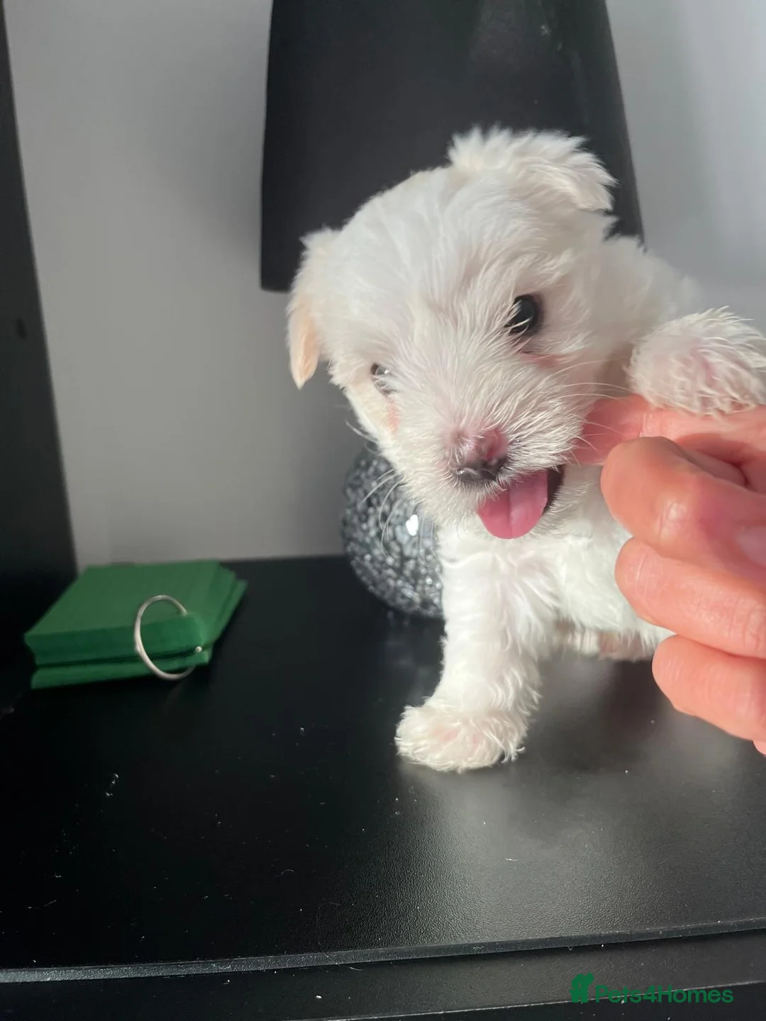 Mixed Breed dogs for sale: Beautiful Maltese & Silky Terrier Puppies - Advert 20