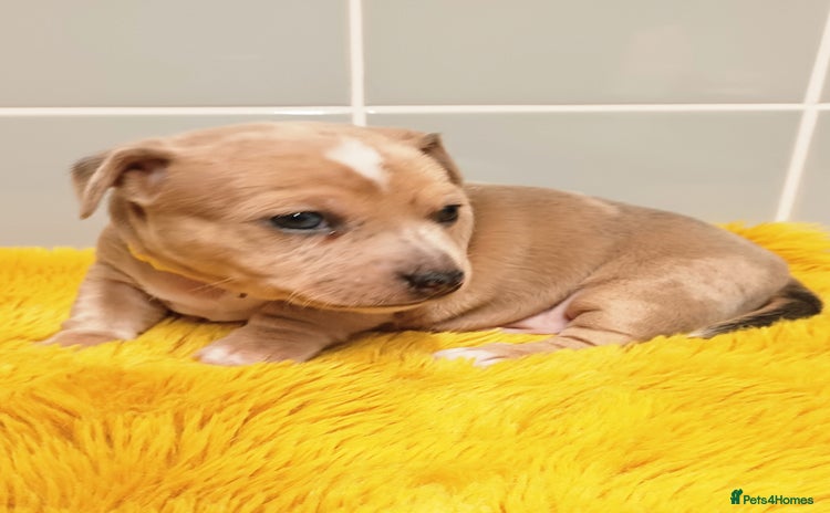 Jack Russell dogs - Advert 9
