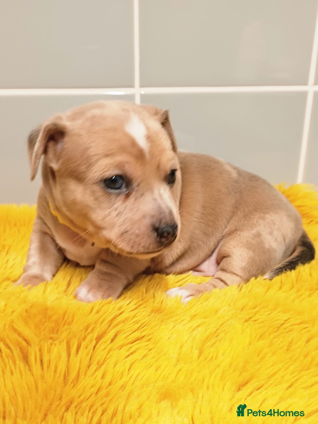 Jack Russell dogs for sale: Lilac Merle jack russell boy - Image 1