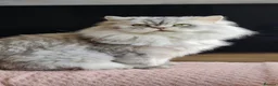 Persian cats for sale: Persian kittens 1 silver girl, and 2 boys left   - Advert 4