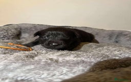 Goldador dogs for sale: Beautiful last little boy  - Image 2