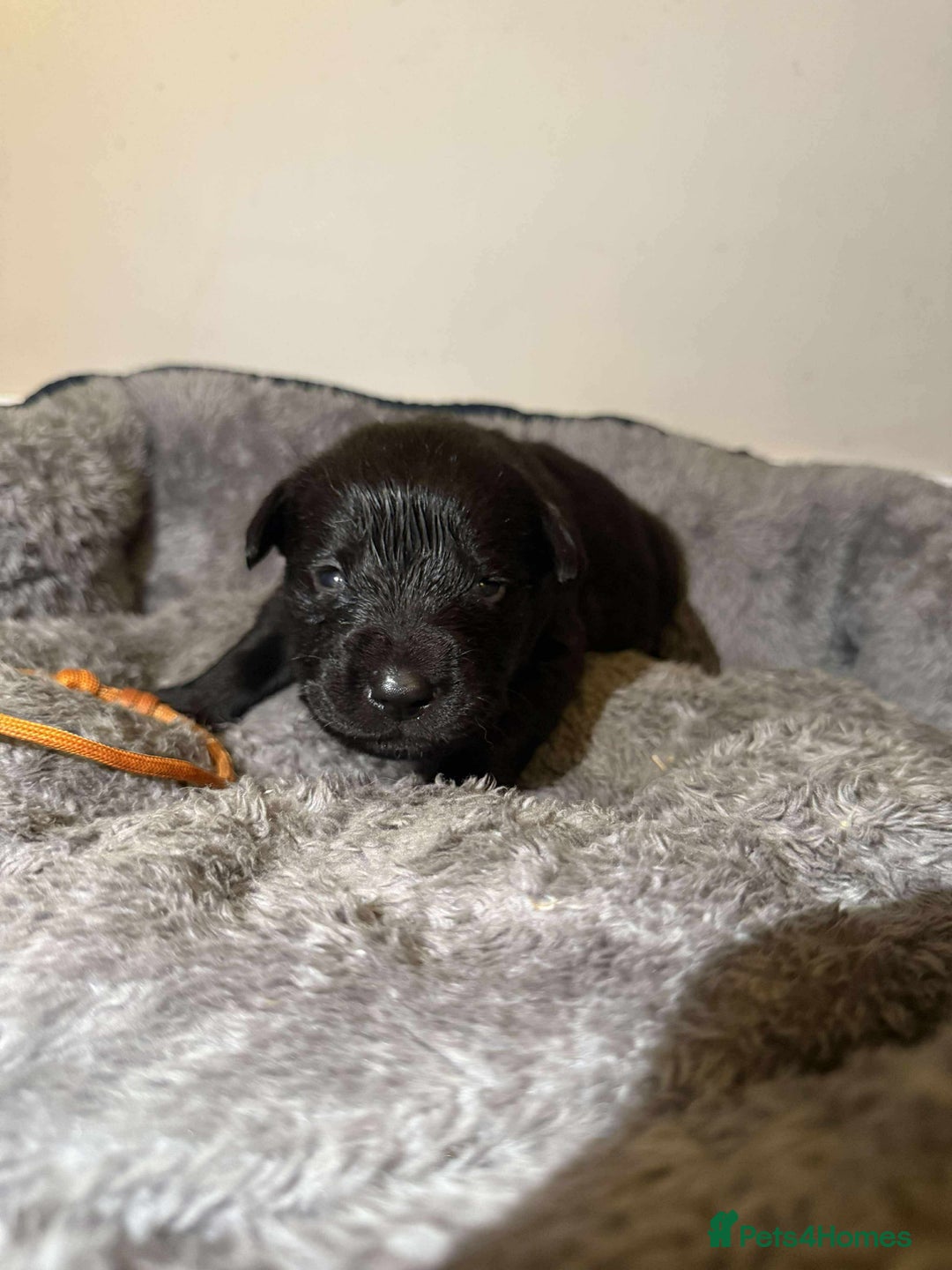 Goldador dogs for sale: Beautiful last little boy  - Image 2