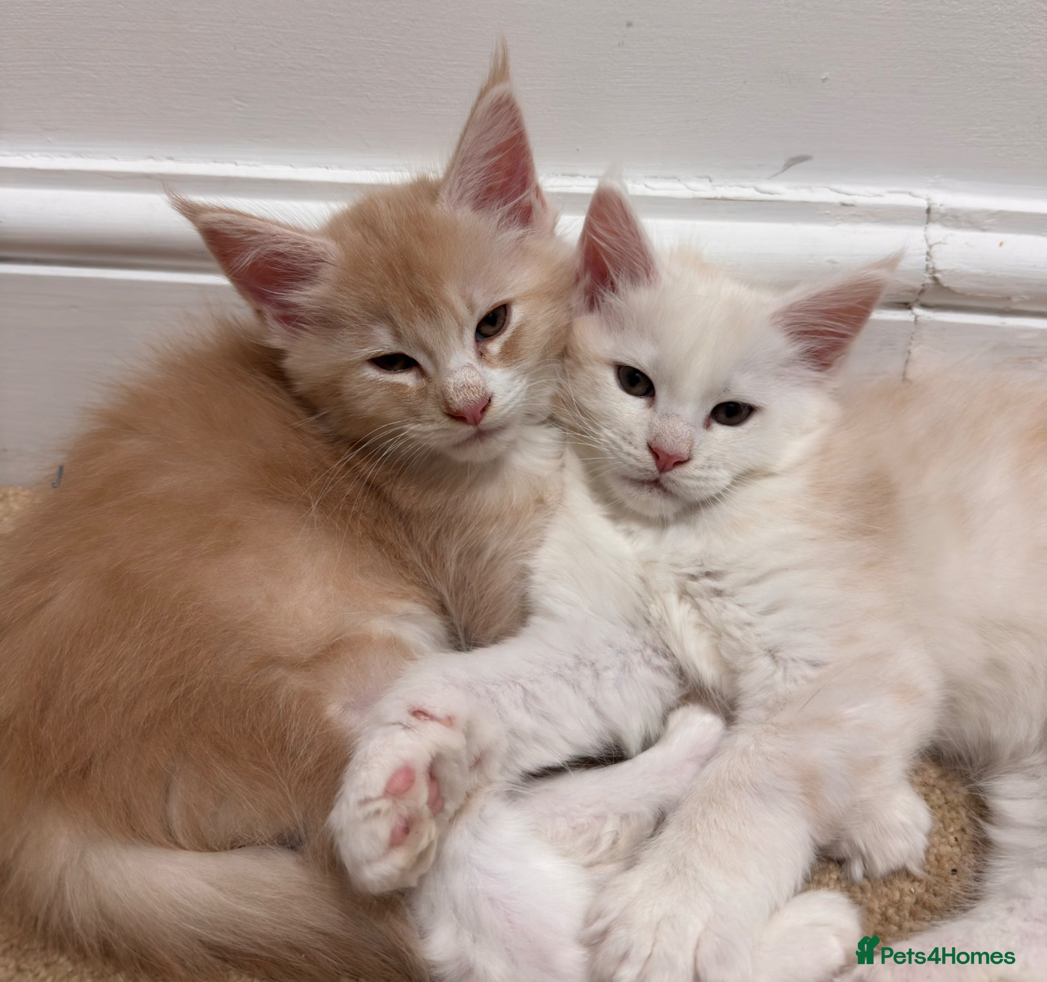 Maine Coon cats Purebred Maincoon Kittens  - Advert 2