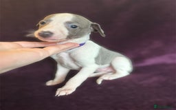 Whippet dogs for sale: All found homes-Beautiful Blue and White Parti BOY - Image 5