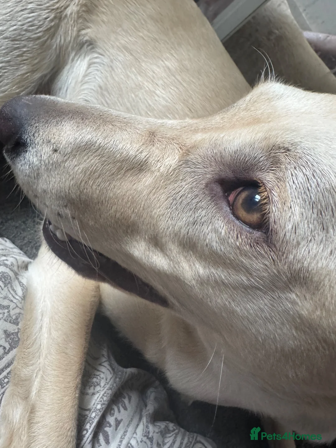 Labrador Retriever dogs for sale: Stunning 2yo Female Lab Retriever (Intact) 🐾 - Advert 1