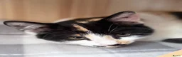 Mixed Breed cats for sale: Patsy & Pearl  - Advert 9
