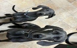 Weimaraner dogs for sale: Weimaraner puppies for sale  in Wednesbury - Image 7