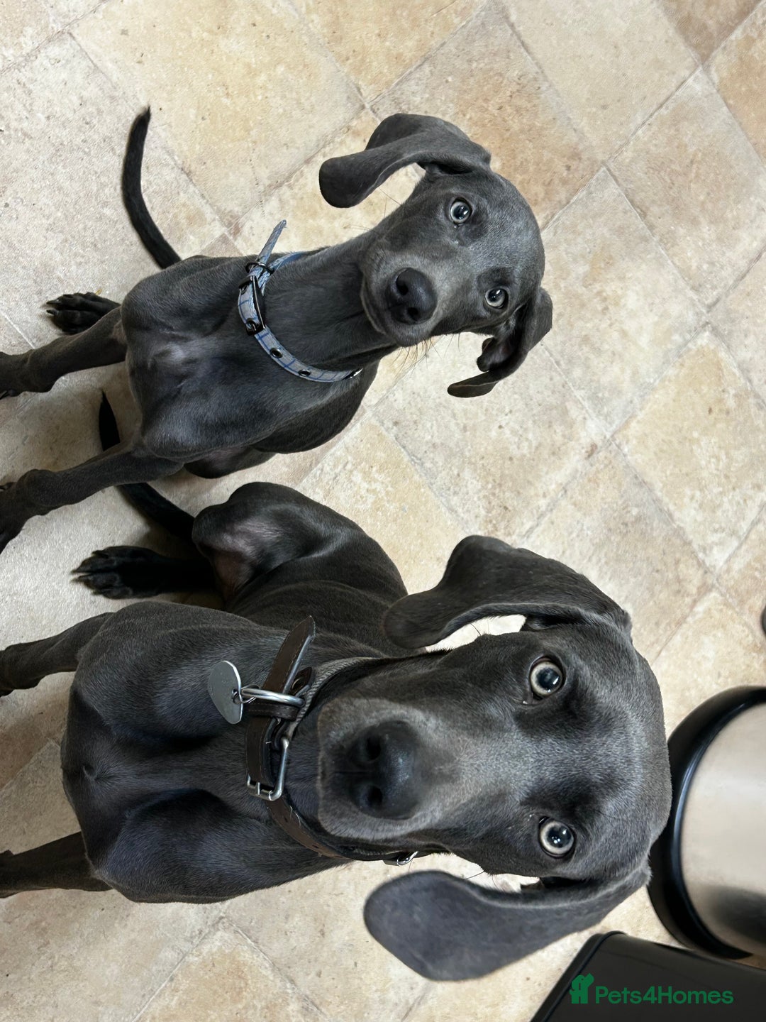 Weimaraner dogs for sale: Weimaraner puppies for sale  in Wednesbury - Image 7