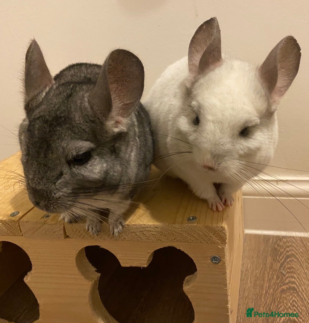 Chinchilla rodents Salt & Pepper - Advert 2