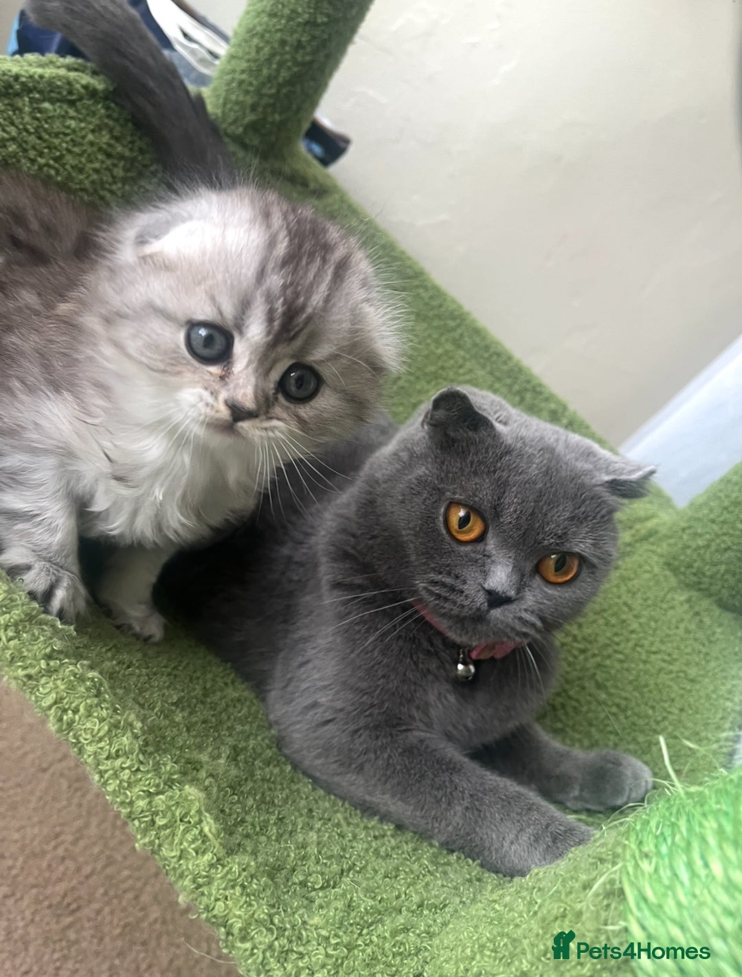 Scottish Fold cats for sale: Adorable Scottish Fold Kittens  - Advert 16