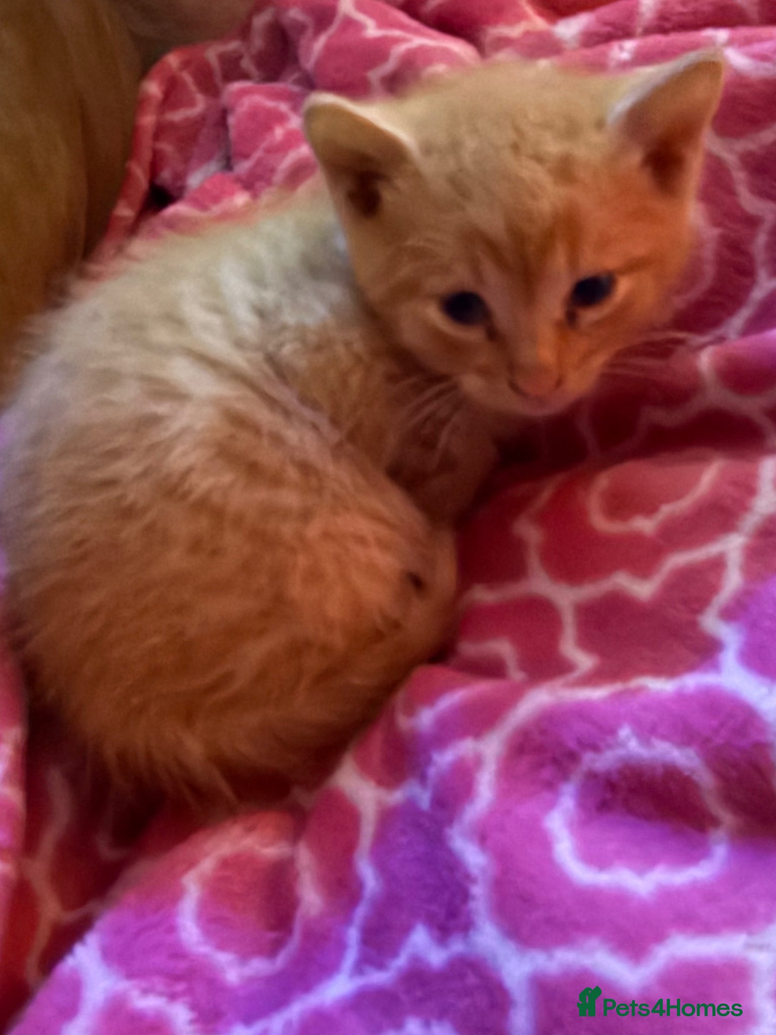 Mixed Breed cats Kittens £70-200 Manchester - Advert 10