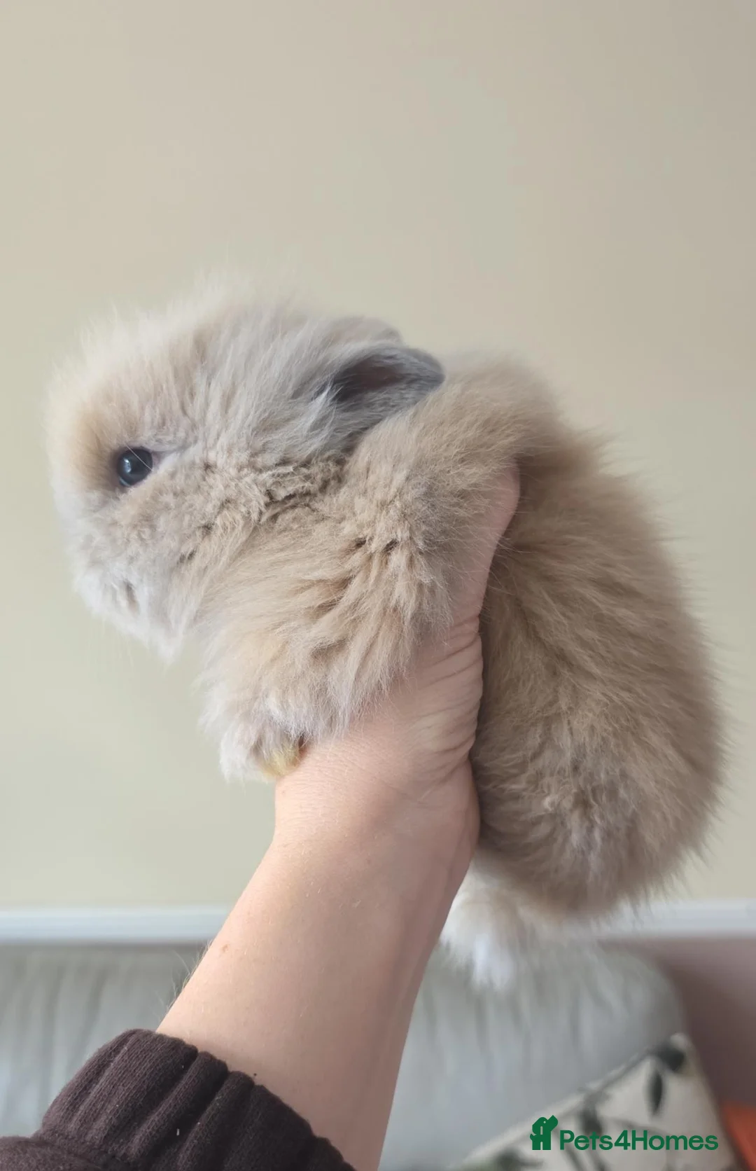 Lionhead rabbits for sale: Lionhead bunnys for sale - Advert 2